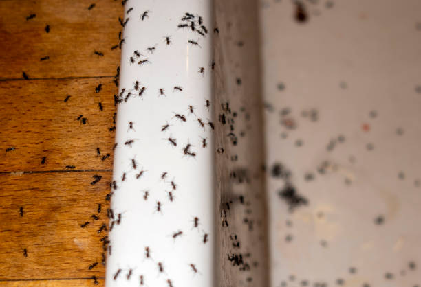 Best Pest Inspection Near Me  in Mount Ivy, NY